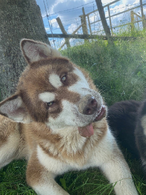 Étalon Alaskan Malamute - nord imperial Zefir in chokolate