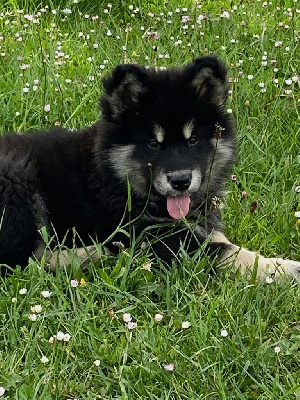 Étalon Alaskan Malamute - Into The Wild With Mayoke