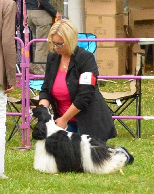 Étalon American Cocker Spaniel - CH. tsvetnaja mechta Ivan lucky devil