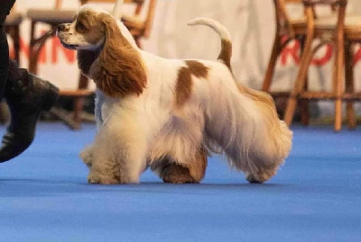 Étalon American Cocker Spaniel - CH. Meggie's Such so lovely dream