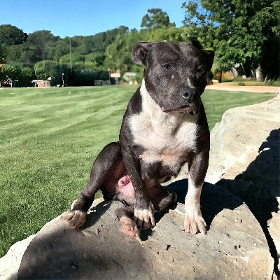 Étalon American Staffordshire Terrier - Princesse mera lady blue Of Silver Mills