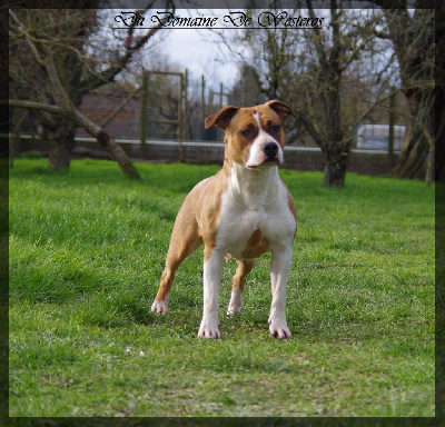 Étalon American Staffordshire Terrier - Tia Du Domaine De Westeros