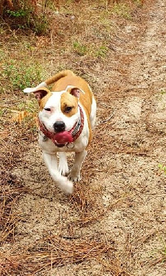 Étalon American Staffordshire Terrier - Pina colada de la Vallée Des Ki Saout