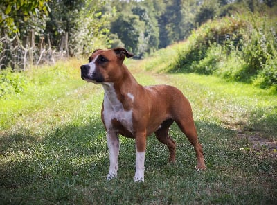 Étalon American Staffordshire Terrier - Smiley pop Du Paradis D'Eole