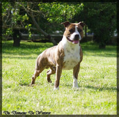 Étalon American Staffordshire Terrier - Traian Celt' And Dac