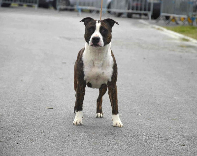 Étalon American Staffordshire Terrier - San-sha Du Royaume De Tag