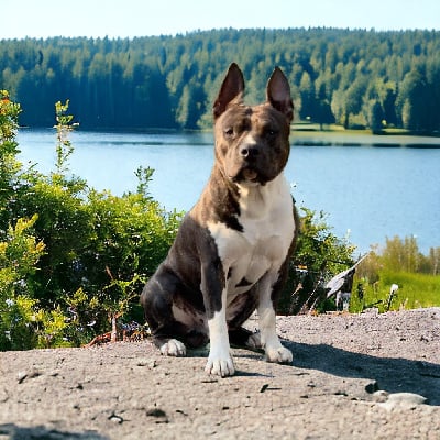 Étalon American Staffordshire Terrier - Scott lang aka ant man Of Silver Mills