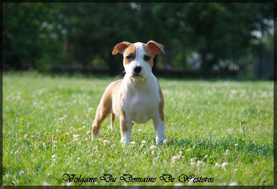 Étalon American Staffordshire Terrier - Volgane Du Domaine De Westeros