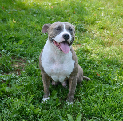 Étalon American Staffordshire Terrier - Ultimate Truth Rising moon