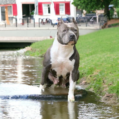 Étalon American Staffordshire Terrier - CH. Omg mallory brickman Of Silver Mills