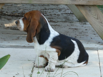 Étalon Basset Hound - Vallorcine Des Contrées Alpines