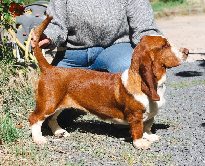 Étalon Basset Hound - Tara des Cotes de la Saunade