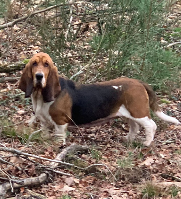 Étalon Basset Hound - CH. Tibidy du Haras de la Vergne