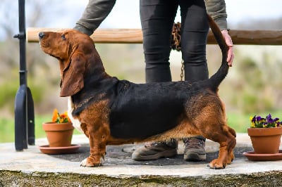 Étalon Basset Hound - Rubi des Cotes de la Saunade