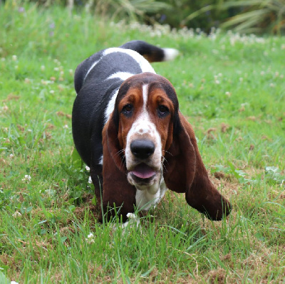 Étalon Basset Hound - T-zen du berceau de bfamily