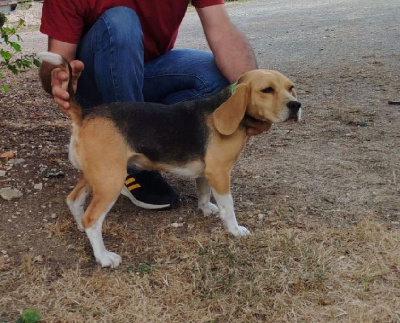 Étalon Beagle - Shein Des Echos Des Varrennes