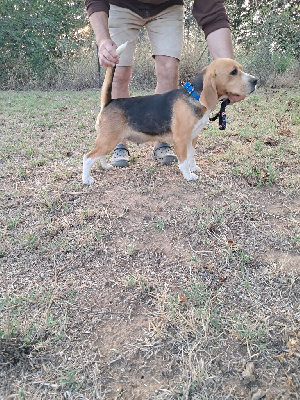 Étalon Beagle - Taquine des Bords de l'Isac