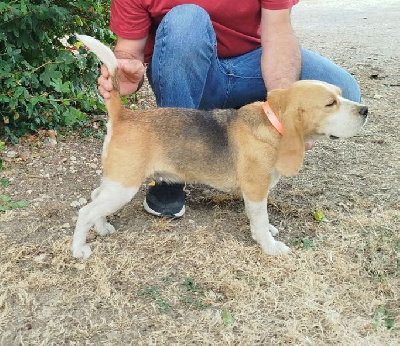 Étalon Beagle - Praline Des Echos Des Varrennes