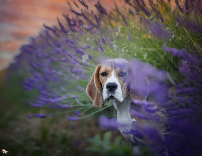 Étalon Beagle - Unforgettable and precious Forest' Jewels