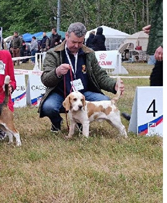 Étalon Beagle - Royal de Bojulaur