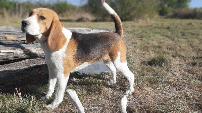 Étalon Beagle - Tamise domaine des pattes dorées