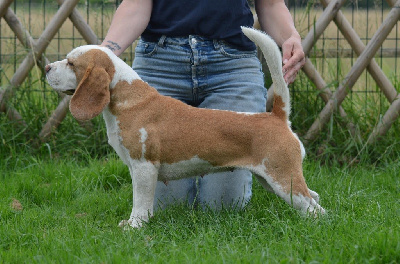 Étalon Beagle - Season Des Chasseurs Du Temps