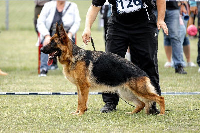 Étalon Berger Allemand - Tijuana du val d'Anzin