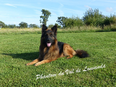 Étalon Berger Allemand Poil Long - CH. Phantom Du Val De Louvanda}