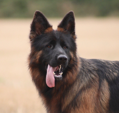 Étalon Berger Allemand Poil Long - Unaï Of Breizh Shepherd