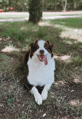 Shiloh du bruit de l’aube