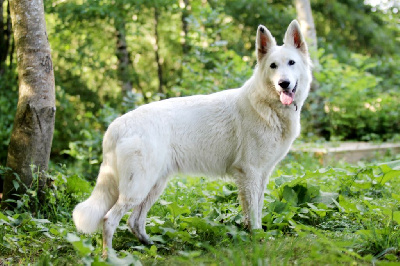 Étalon Berger Blanc Suisse - R'thalie (Sans Affixe)