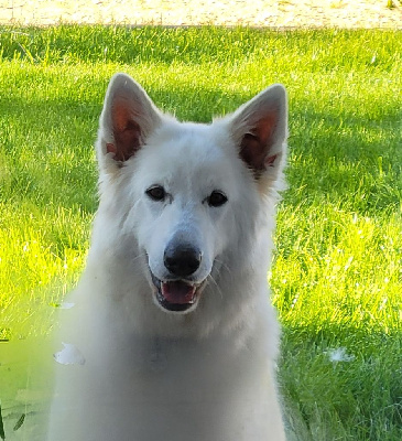 Étalon Berger Blanc Suisse - Stark sansa Du Clos De L'arboux