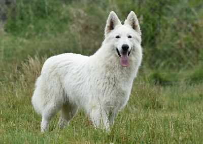 Étalon Berger Blanc Suisse - Torvi des terres de skoll et hati