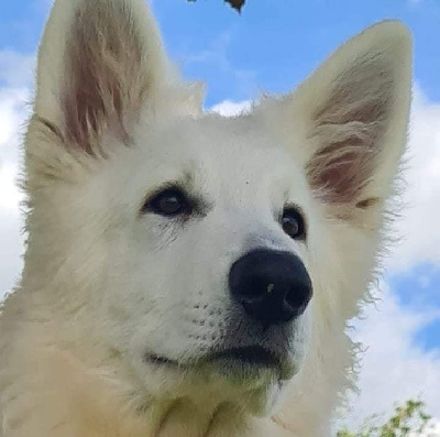 Étalon Berger Blanc Suisse - Unique wolf ofworld brenin du Flo des Roses