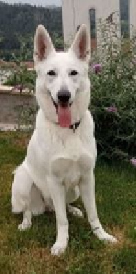 Étalon Berger Blanc Suisse - Taya du Domaine de Criska