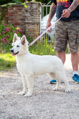 Étalon Berger Blanc Suisse - Vahiné Du Chateau D'Evercinus Pagus