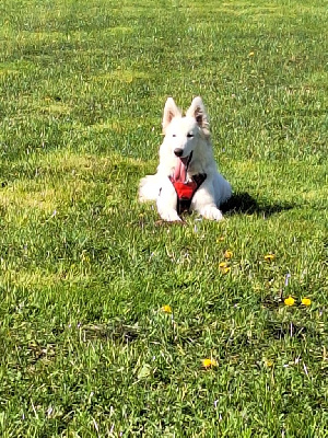 Étalon Berger Blanc Suisse - Uriel De L'Aour Gwenn