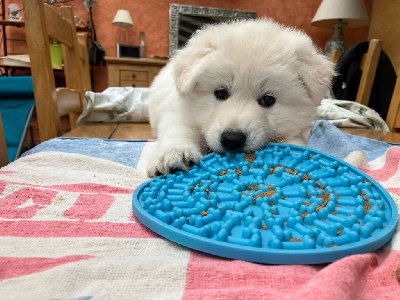 Étalon Berger Blanc Suisse - Very lovely rubis Des Blancs De Souilly