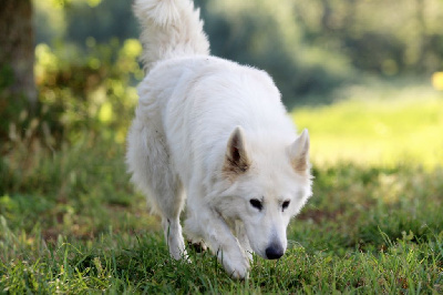 Étalon Berger Blanc Suisse - like snow Frant