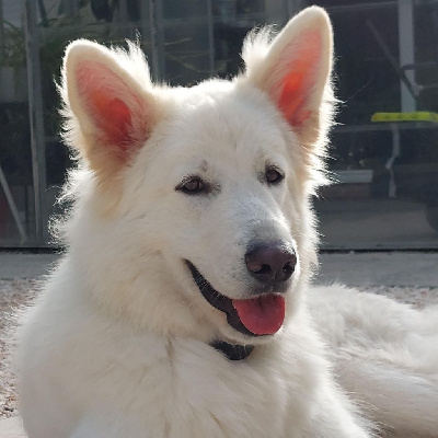 Étalon Berger Blanc Suisse - Unaya de la foret d'Arcanin