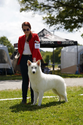 Étalon Berger Blanc Suisse - Univers yoda Des Blancs De La Pierre Lune