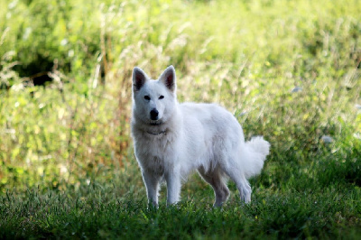 Étalon Berger Blanc Suisse - Elur dit shadrack of the white company