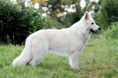 Étalon Berger Blanc Suisse - Wilfred iz beloy brigady