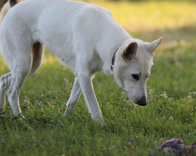 Étalon Berger Blanc Suisse - Tizzy de la baie des blancs