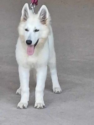 Étalon Berger Blanc Suisse - Viva la vida Della Bianca Neve