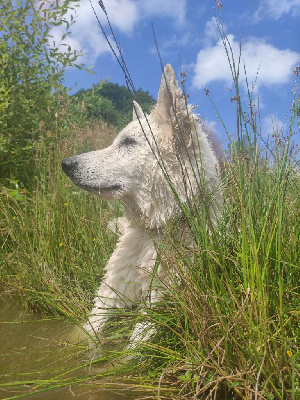 Étalon Berger Blanc Suisse - Uncredible niënor Du Domaine Charlésien