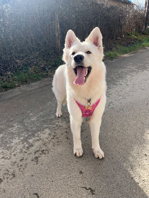 Étalon Berger Blanc Suisse - T ma beauté katniss Du Loup De Fumseck