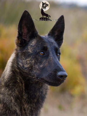 Étalon Berger hollandais - CH. Skyfall De La Légion Des Loups