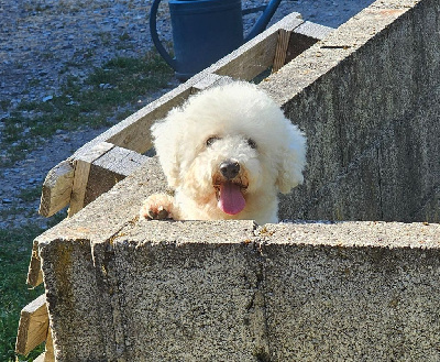 Étalon Bichon Frise - Peanuts du Moulin de Bonneval