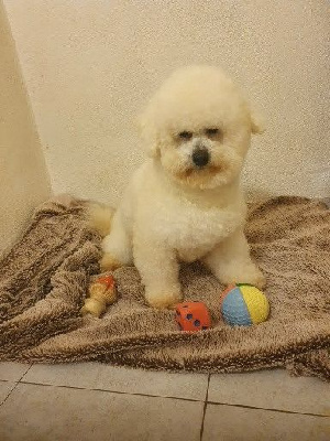 Étalon Bichon Frise - Saké De La Clède Champtressac